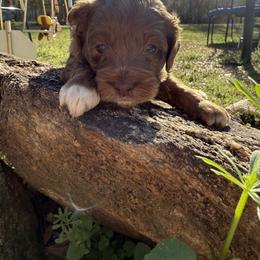 Aussiedoodle and Cockapoo Puppies from Sassy Bob’s Designer Dogs