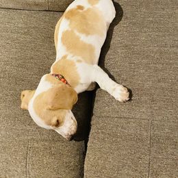 Dachshund Puppies from HP Dachs