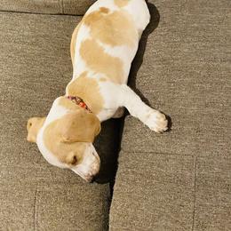 Dachshund Puppies from HP Dachs