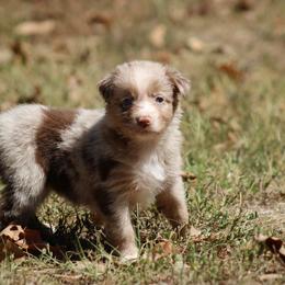 Marsali - Red merle female Australian Shepherd puppy in Violet Hill, Arkansas from Sweets' Cattle Co and Australian Shepherds