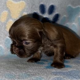 Girl 3 - Shih Tzu puppy from Little Lion Puppies