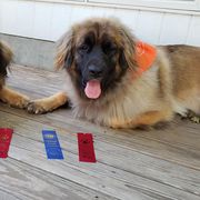 Leonberger All Grown Up from Quinnehtukqut Leonbergers