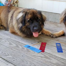 Leonberger All Grown Up from Quinnehtukqut Leonbergers
