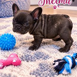 Thelma - Brindle and white female French Bulldog puppy in Grand Praire, Texas from Von Darr Kennels