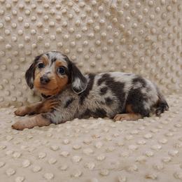 Puppy 7 - Blue and tan female Dachshund puppy in Krum, Texas from Dots N Spots Dachshunds