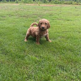 Cash - Apricot male Goldendoodle puppy in Juliette, Georgia from Megan's Goldendoodles