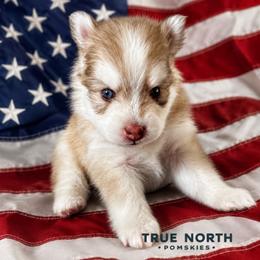 Austin - Red and white male Pomsky puppy in Olathe, Kansas from True North Pomskies