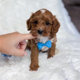 Perry - Apricot male Cavapoo puppy in Reeds Spring, Missouri from As Good As Goldendoodles and more