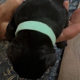 Green collar - Black male Giant Schnauzer puppy in Atoka, Oklahoma from Hannah's Haus & Farm