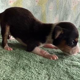 Peep - Mini Rat Terrier - Black white and tan male Rat Terrier puppy in Lebanon, Virginia from Majestic Valley Farms