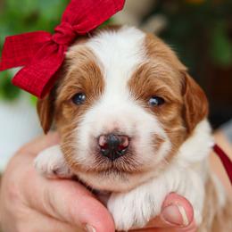 Edith - Parti female Goldendoodle puppy in Salado, Texas from Red Ranch Dogs