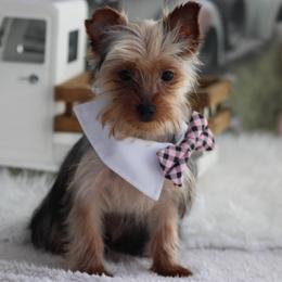 Boy 2 - male Yorkshire Terrier puppy in Hughesville, Missouri from Puppykiss4u