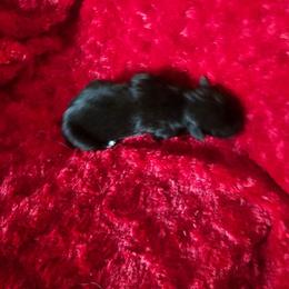Java - Black and white male Aussiedoodle puppy in Vernal, Utah from Adorable Aussiedoodles