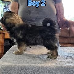 Boy 1 - Silver sable male Tibetan Spaniel puppy in Billings, Montana from Embershine Tibetan Spaniels