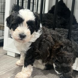 Zorra - Black tri-color female Aussiedoodle puppy in Sandy, Oregon from MC Doodles
