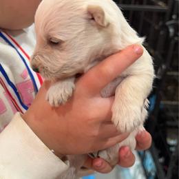Wheaten Girl - Wheaten female Scottish Terrier puppy in Wellston, Ohio from White Apple Kennel