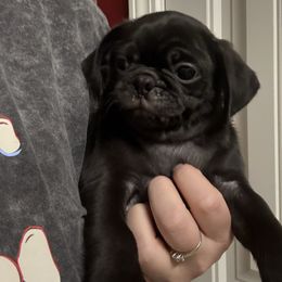 Red pug - Black male Pug puppy in Ludowici, Georgia from Royal Destiny Kennels