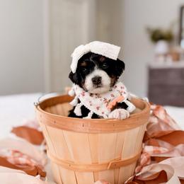 Clara - Tri-color female Bernedoodle puppy in Cold Spring, Minnesota from A.N.A. Doodles
