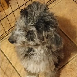 Apple - Tri-color female Cavapoo puppy in East Providence, Rhode Island from Marta's Cavaliers