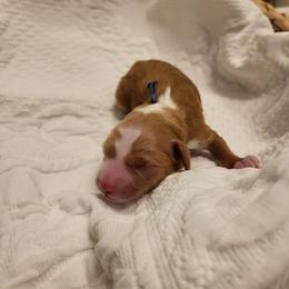 K-Blue Boy - Red  male Goldendoodle puppy in Lewisville, Texas from Texas Goldendoodle Lovers