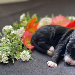 Bernedoodle Puppies from Creekside Doodles