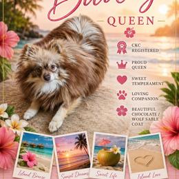 Bailey - Pomeranian