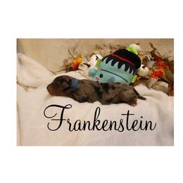 Frank-Enstien - Merle male Bernedoodle puppy in Helper, Utah from Doodle Love Utah