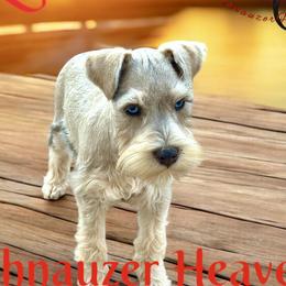 Resi - Miniature Schnauzer