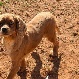 Violet - Red female Cocker Spaniel puppy in Boonville, North Carolina from Doods & Dolls