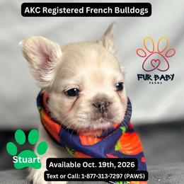 Stuart - White male French Bulldog puppy in Michigan from Fur Baby Farms