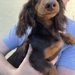 Ditto - Chocolate and tan male Dachshund puppy in Gainesville, Florida from Mini Dots Mini Dachshunds