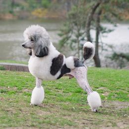 Poodle puppies from Encantos Standard Poodles PR