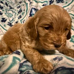 Sven - Red roan male Cockapoo puppy in Williamston, South Carolina from Sassy Bob’s Dogs