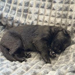 Flint - Black male German Shepherd puppy in Medical Lake, Washington from Nine Realms German Shepherds