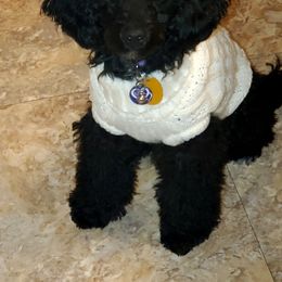 Australian Shepherd and Poodle Puppies from The Mason Farm