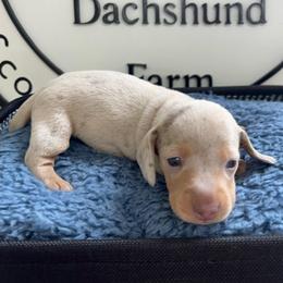 Rigatoni - Dapple male Dachshund puppy in Scottdale, Pennsylvania from Our Sweet Dachshund Farm