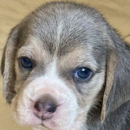 Grey - Blue tan and white male Beagle puppy in Viper, Kentucky from Mountain Top