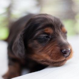 Fern - Black and tan female Dachshund puppy in Perry, Florida from EntityDachs