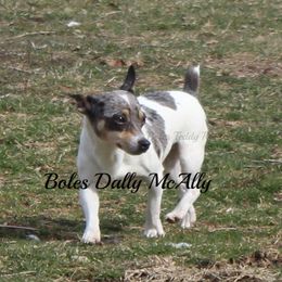 Dally - Teddy Roosevelt Terrier