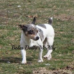 Dally - Teddy Roosevelt Terrier