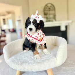 Lillian - Tri-color female Bernedoodle puppy in Buda, Illinois from Hamilton Farm Doodles