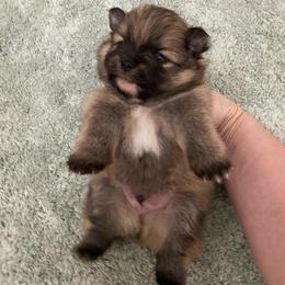Little Sable Boy white markings - Orange sable male Pomeranian puppy in Kelso, Washington from Highlander Pomeranians