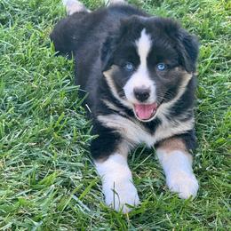 Feather - Black tri-color female Australian Shepherd puppy in California from Eagle River Aussies