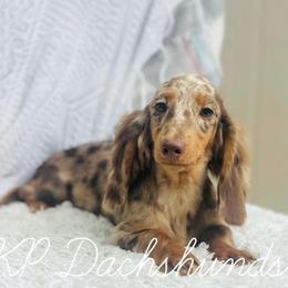Roxy - Dachshund