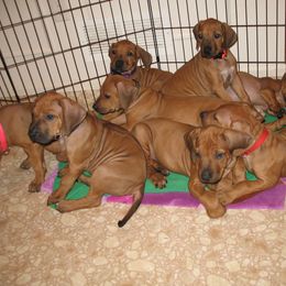 Rhodesian Ridgeback Puppies from Tifari Rhodesian Ridgebacks