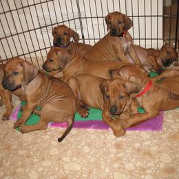 Rhodesian Ridgeback Puppies from Tifari Rhodesian Ridgebacks