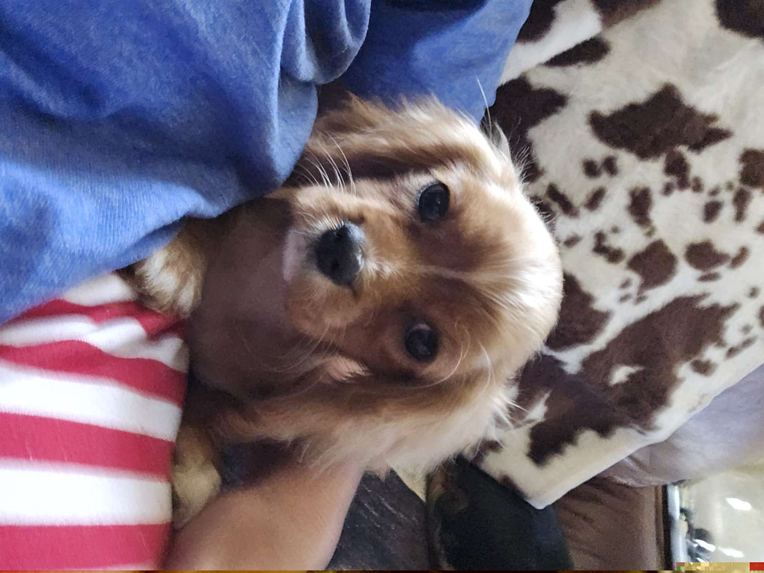 Carli - Cavalier King Charles Spaniel