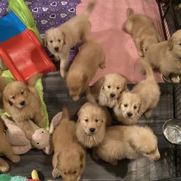 Golden Retriever and Siberian Husky Puppies from Nevani Goldens & Siberians