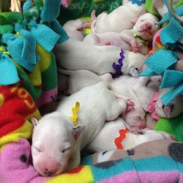 Beagle and Dalmatian Puppies from Dreamworks Dalmatians