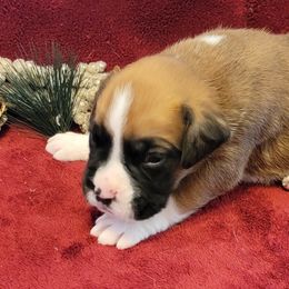 Boy 2 - Boxer puppy in Wisconsin from Baja Boxers
